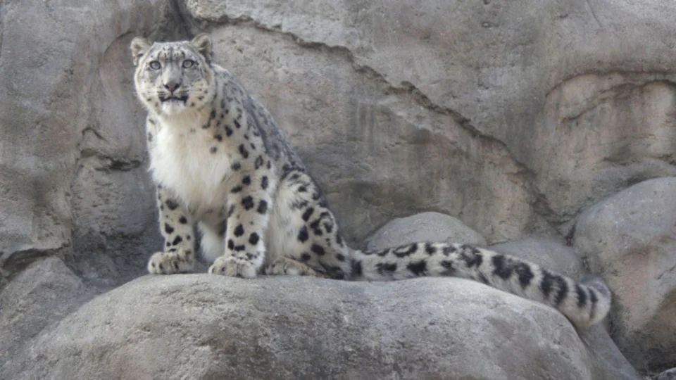 Leopardos raros morrem em zoológico dos EUA após contraírem Covid-19