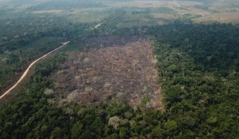 COP 26: Brasil deve assinar novo acordo de proteção de florestas