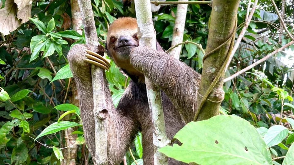 Duas preguiças-bentinho são resgatadas em casa no bairro Tarumã, em Manaus