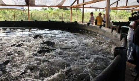 Piscicultores realizam reunião para defender o peixe de cativeiro sobre a doença da urina preta