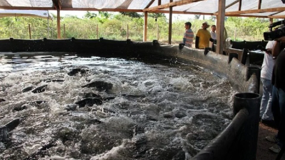 Piscicultores realizam reunião para defender o peixe de cativeiro sobre a doença da urina preta