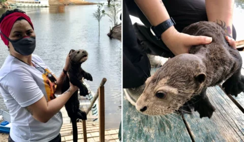 No Amazonas, filhote de ariranha é resgatado no RDS Rio Negro