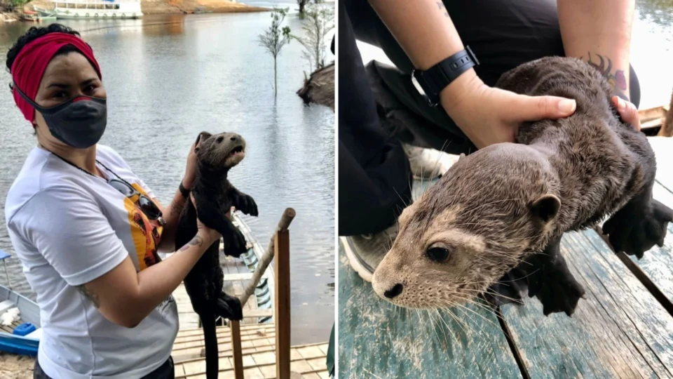 No Amazonas, filhote de ariranha é resgatado no RDS Rio Negro