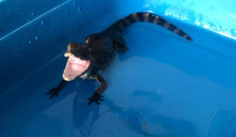 Homem é preso por tráfico de droga e manter jacaré em cárcere privado na Zona Norte de Manaus