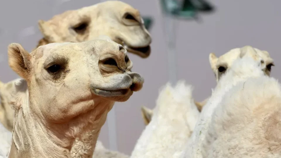 Uso de botox desclassifica camelos em concurso de beleza na Arábia Saudita