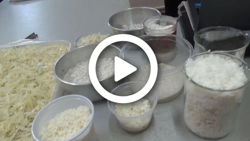 VÍDEO: estudantes desenvolvem produtos feitos de escamas de peixe em Manacapuru-AM