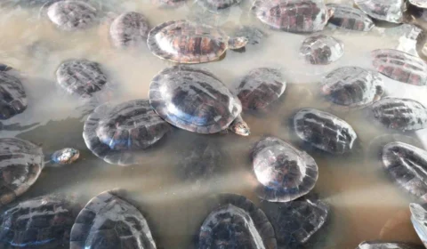 Em Manaus, Batalhão Ambiental apreende 134 quelônios no bairro Dom Pedro