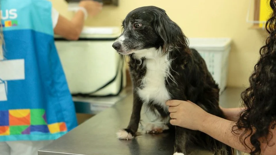 Vacinação antirrábica tem novo cronograma semanal em Manaus