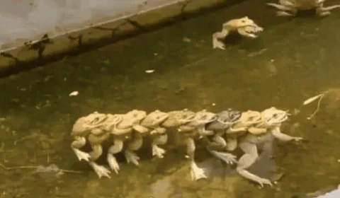Imagem de sapos agarrados viraliza nas redes sociais