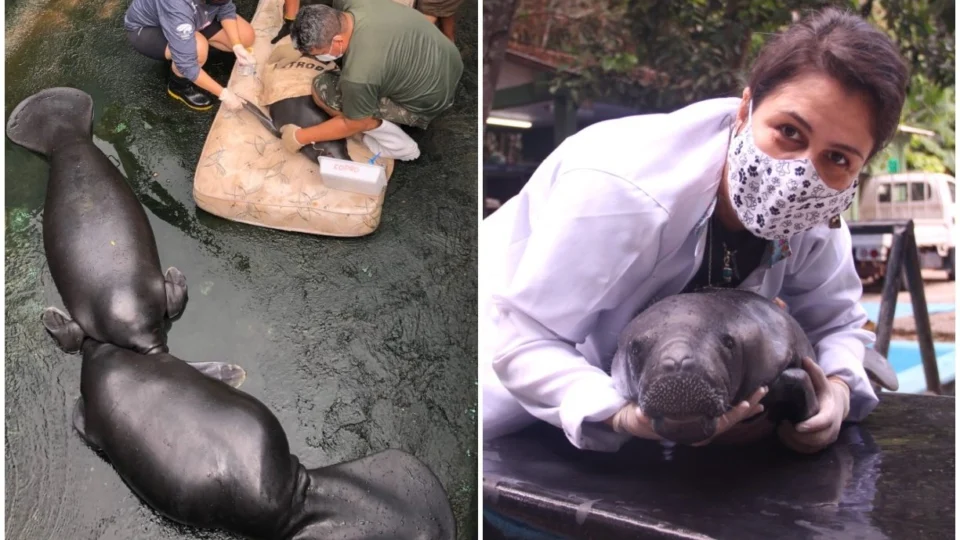 Estudo monitora mamíferos aquáticos em risco de extinção, na Amazônia