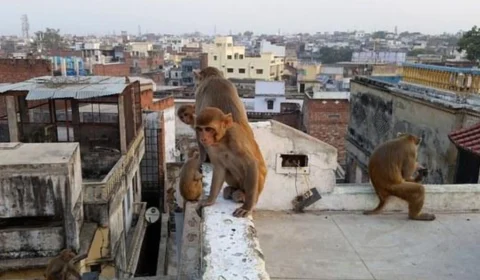 Bebê morre após ser sequestrado por macacos e jogado de prédio na Índia