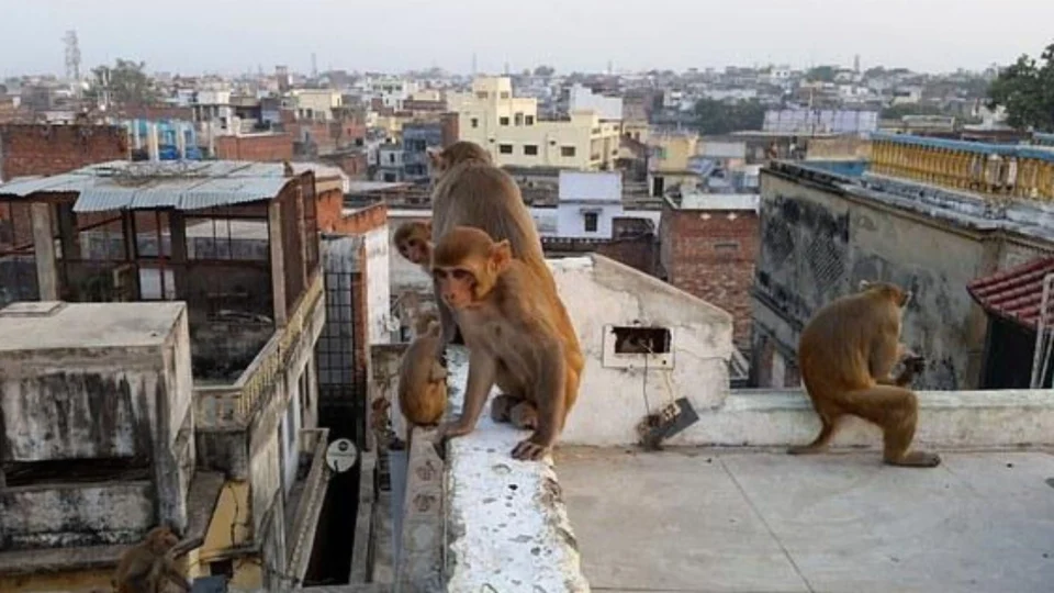 Bebê morre após ser sequestrado por macacos e jogado de prédio na Índia