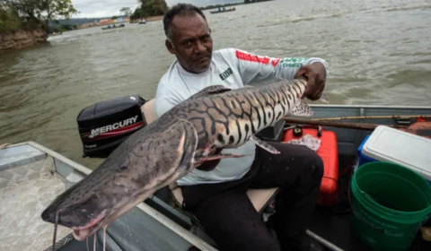 Pesca de pintado é proibida no Brasil pelo Ministério do Meio Ambiente