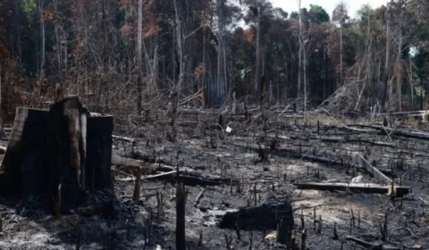 1º semestre: Amazonas tem maior área sob alerta de desmatamento na Região Amazônica, diz Inpe