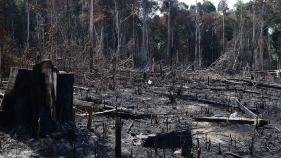 1º semestre: Amazonas tem maior área sob alerta de desmatamento na Região Amazônica, diz Inpe