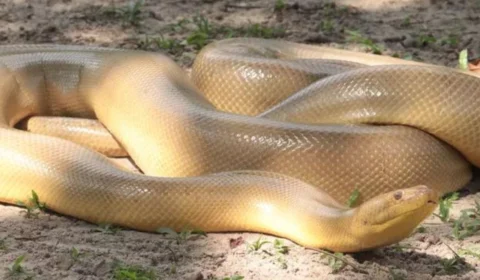 Pesquisadores encontram anaconda amarela mutante em Belém
