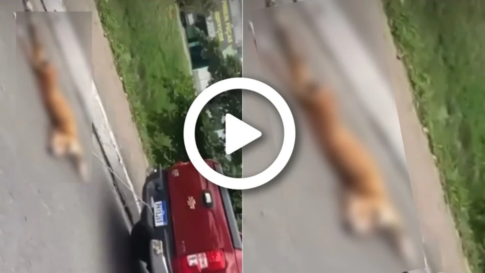 VÍDEO: cachorro é amarrado e arrastado no asfalto por carro na Zona Norte de Manaus