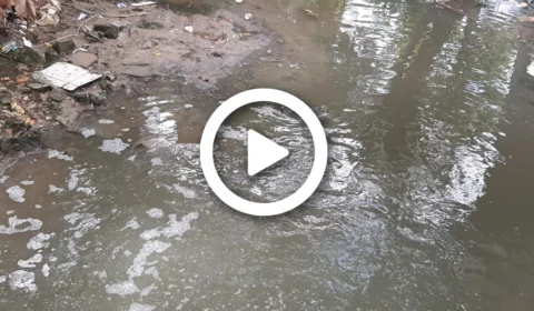 VÍDEO: corpo de homem é encontrado em igarapé próximo a jacarés na Zona Leste de Manaus