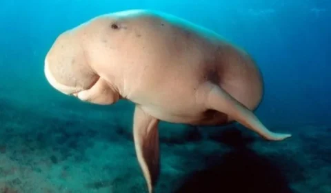 Dugongo, mamífero marinho, é extinto das águas do sul da China, diz estudo