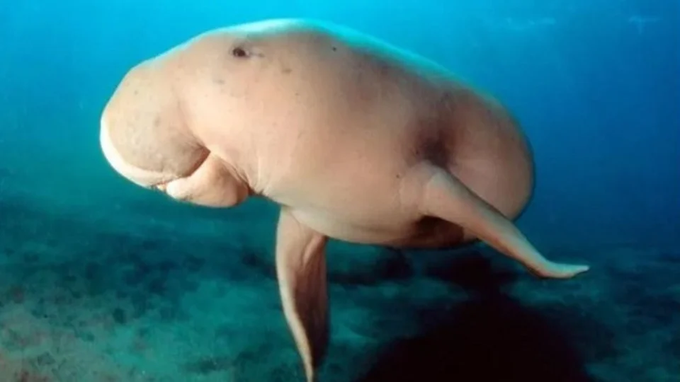 Dugongo, mamífero marinho, é extinto das águas do sul da China, diz estudo