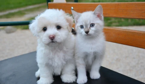 Especialista dá dicas de cuidados com os pets no verão amazônico