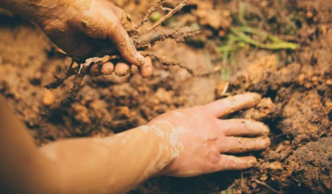 Doença do tatu: Piauí confirma morte de jovem; conheça os sintomas e transmissão da enfermidade