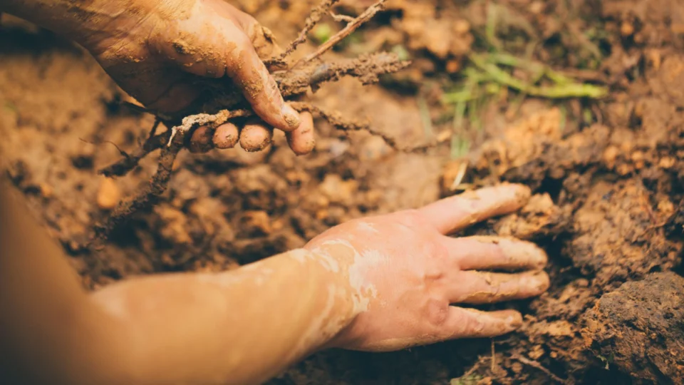 Doença do tatu: Piauí confirma morte de jovem; conheça os sintomas e transmissão da enfermidade