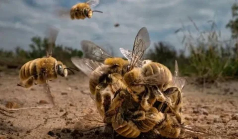 Galeria de fotos: incríveis imagens finalistas de prêmio de fotografia de natureza