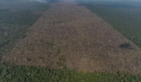 Nike ajudará a restaurar área de 200 hectares na Amazônia por meio do plantio de 400 mil árvores nativas