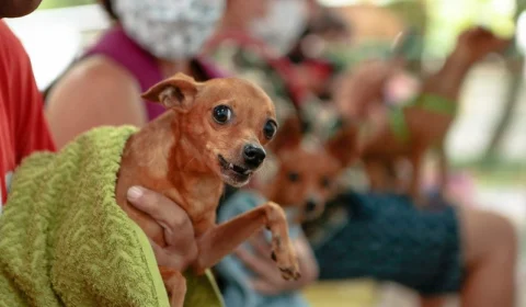 Ordem de serviço é assinada para construção do primeiro hospital público veterinário do Amazonas