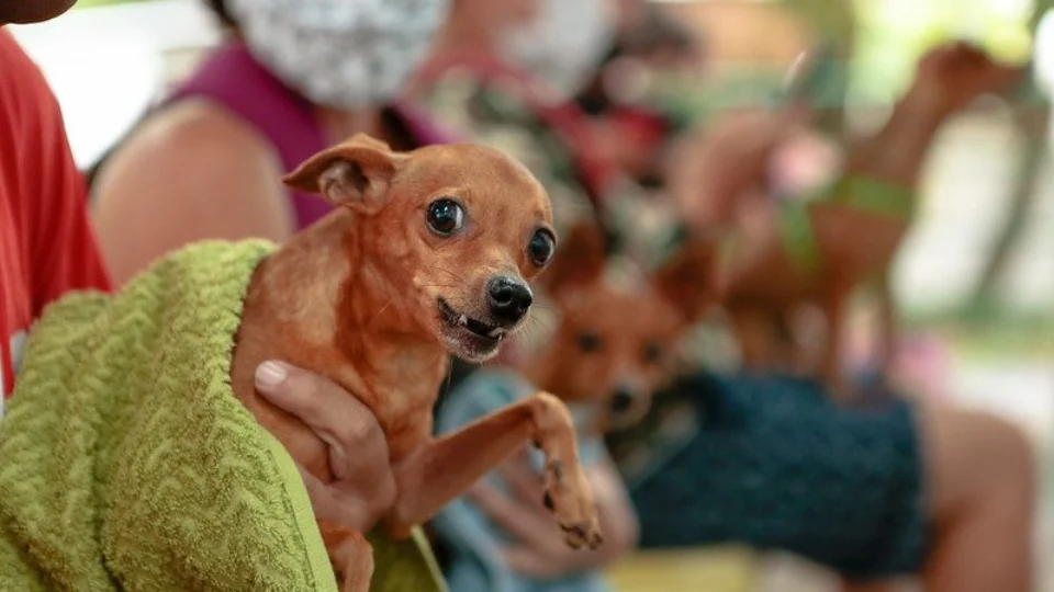 Ordem de serviço é assinada para construção do primeiro hospital público veterinário do Amazonas