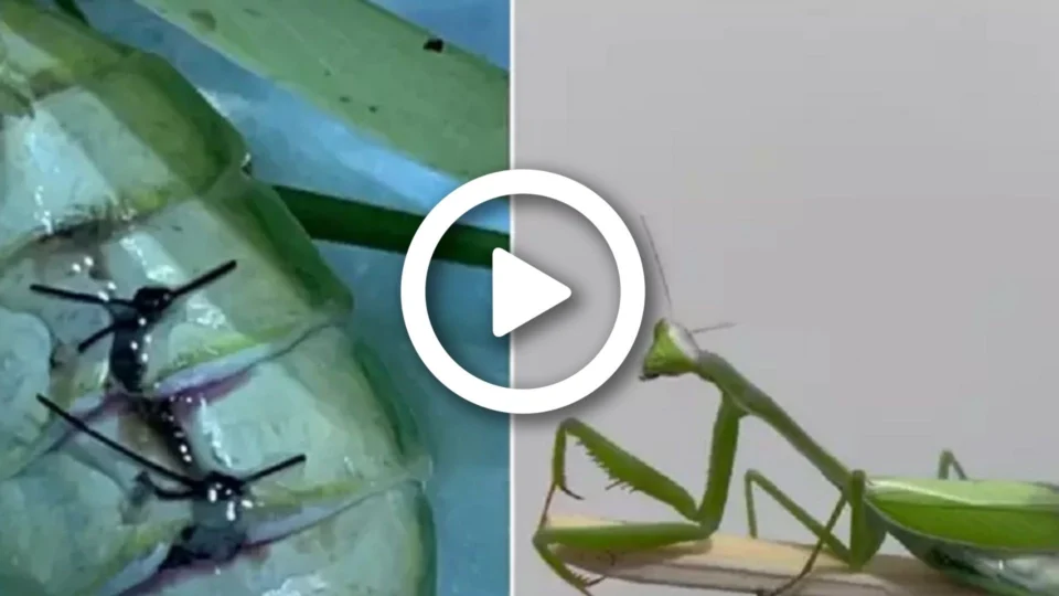 VÍDEO: conheça Karla, a louva-a-deus que passou por cirurgia que viralizou na internet