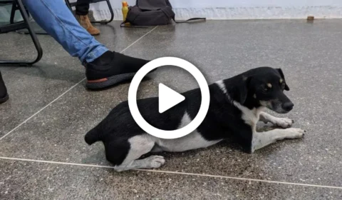 VÍDEO: conheça a história de Farofa, cachorro que vai para escola de ônibus e deve ‘se formar’ no ano que vem, no MT