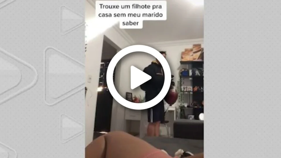 VÍDEO: encontro surpresa entre tutor e sua pet Zoe alcança mais de 2 milhões de visualizações em rede social