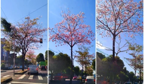 Ipês florescem e ‘desenham’ novo cenário na Av. Djalma Batista, em Manaus