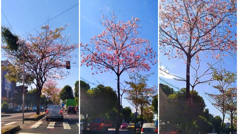 Ipês florescem e ‘desenham’ novo cenário na Av. Djalma Batista, em Manaus
