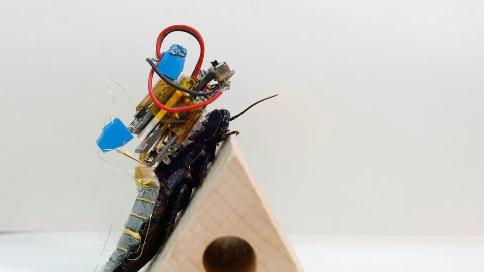 Japoneses criam baratas ciborgues para localizar pessoas em desastres