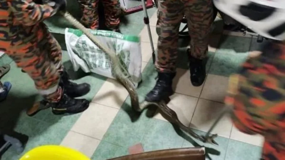 Homem é picado nas nádegas por cobra píton, ao usar banheiro de casa, na Malásia