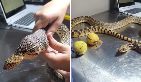 Cobra bullsnake engole bolas de golfe pensando que eram ovos de galinha, nos EUA