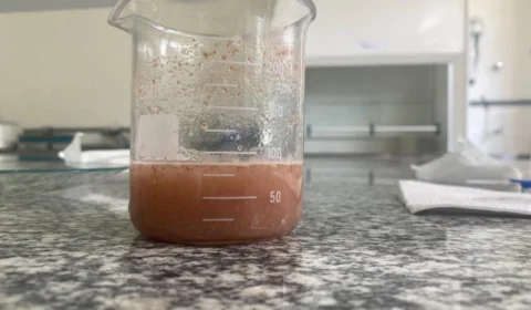 No AM, pesquisa desenvolve remédio à base de ‘goiaba-de-anta’ para combater danos causados por veneno de cobra