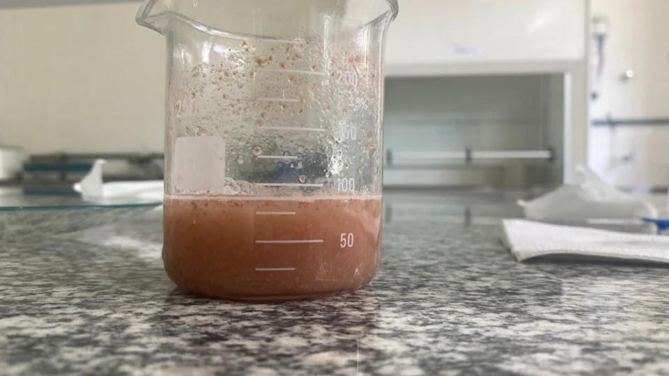 No AM, pesquisa desenvolve remédio à base de ‘goiaba-de-anta’ para combater danos causados por veneno de cobra