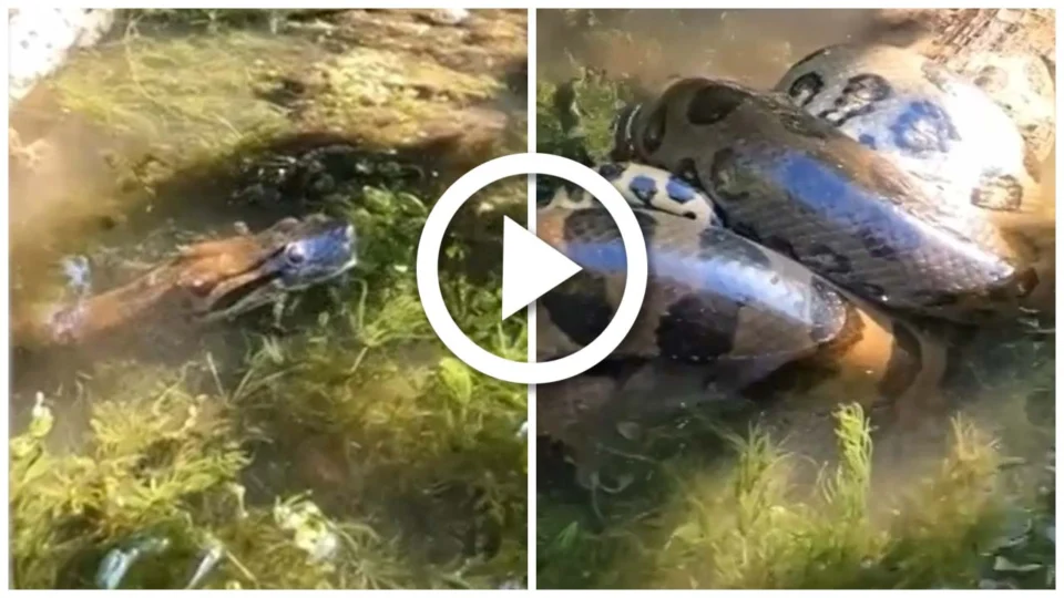 VÍDEO: cobra é flagrada matando jacaré em rio do Mato Grosso do Sul
