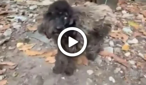 VÍDEO: cachorro em situação de maus-tratos é resgatado de fundo de quintal na Zona Sul de Manaus