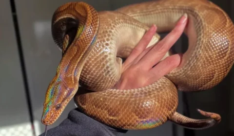 Dona da cobra ‘arco-íris’ Syla oferece recompensa para quem encontrar o animal, em São Paulo