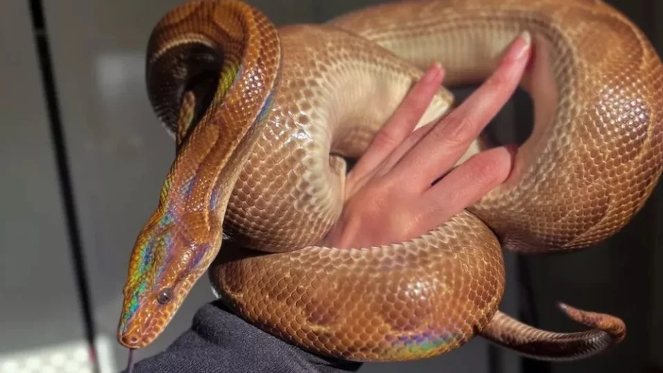 Dona da cobra ‘arco-íris’ Syla oferece recompensa para quem encontrar o animal, em São Paulo