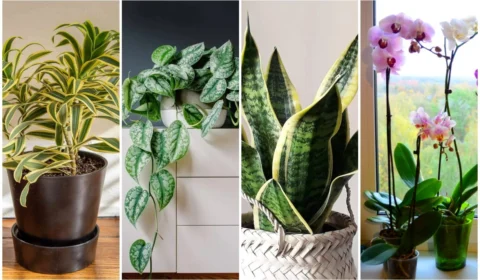 Casa & Decor: cinco espécies de plantas ideais para ter em apartamento