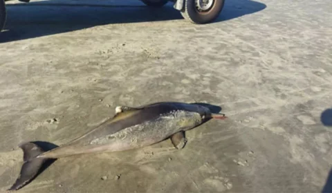 Dois golfinhos são encontrados mortos em São Paulo