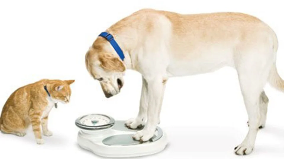 Seu pet está acima do peso? Veja seis dicas para mantê-lo saudável