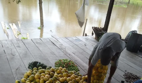 Careiro da Várzea, no AM,  vai gastar R$ 1,8 milhão com passarelas de madeira por conta da cheia do Rio Solimões