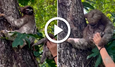 VÍDEO: filhote de bicho-preguiça chora, é devolvido à mãe e reencontro na Costa Rica emociona